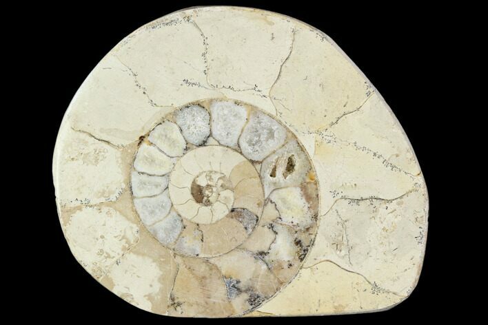 Polished Ammonite (Hildoceras) Fossil - England #103978